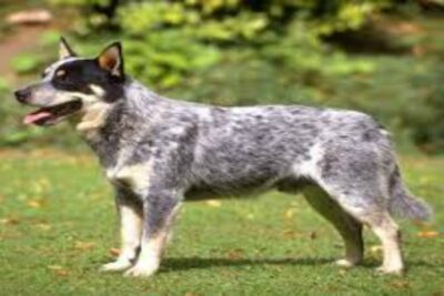 Perro Australian Cattle Dog1