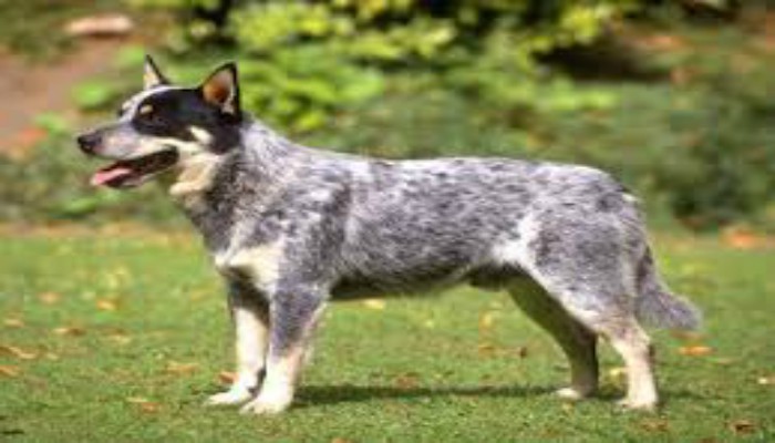 Perro Australian Cattle Dog1