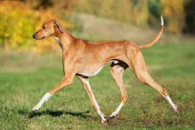 Perro Azawakh