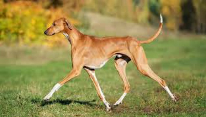 Perro Azawakh