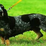 Perro Basset Azul de Gascuña