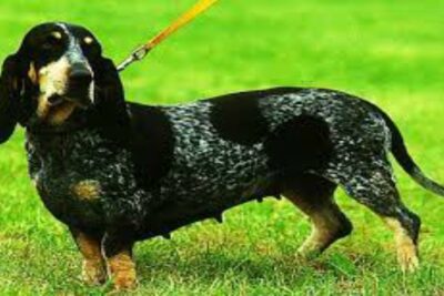Perro Basset Azul de Gascuña
