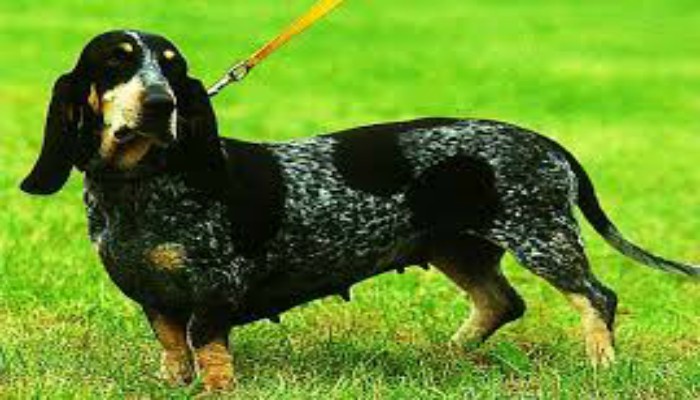 Perro Basset Azul de Gascuña