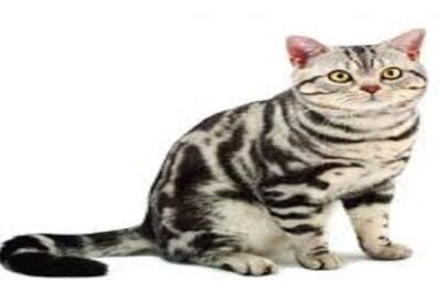 american shorthair