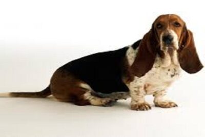 basset hound