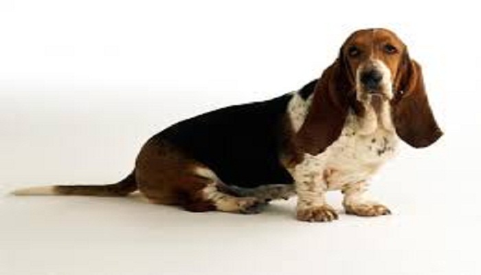 basset hound