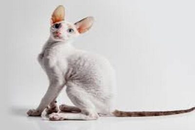 cornish rex