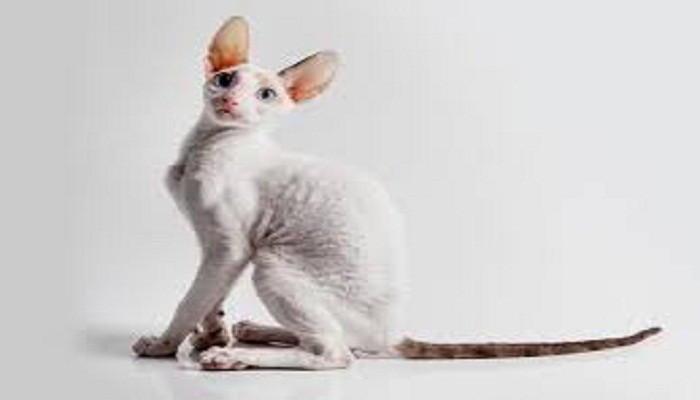 cornish rex