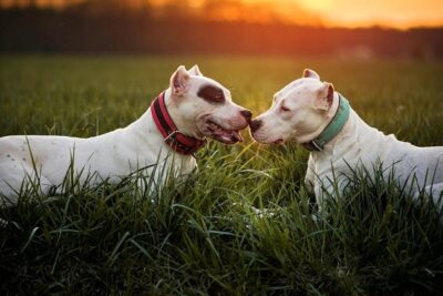 dogo-argentino-3