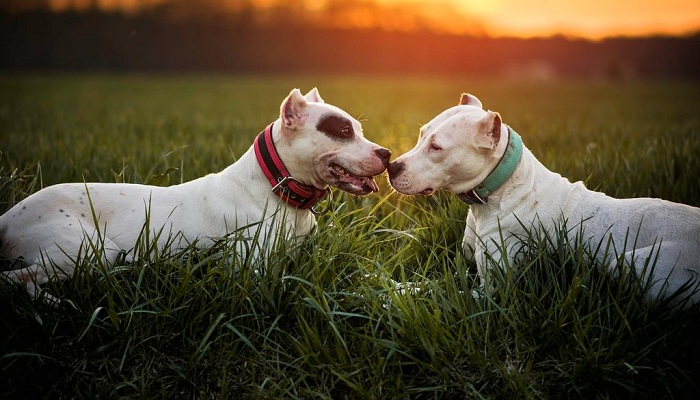 dogo-argentino-3