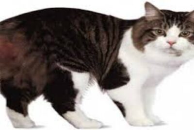 gato cymric