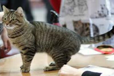 gato europeo comun1