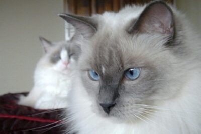 gato_color-point-3