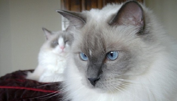 gato_color-point-3