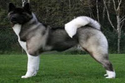 perro akita americano