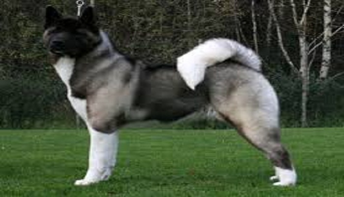 perro akita americano