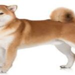 perro akita inu