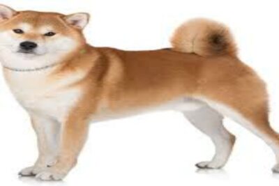 perro akita inu