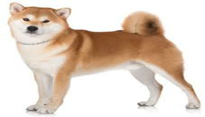 perro akita inu