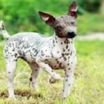 perro american hairless terrier