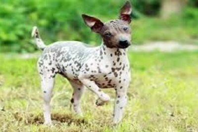 perro american hairless terrier