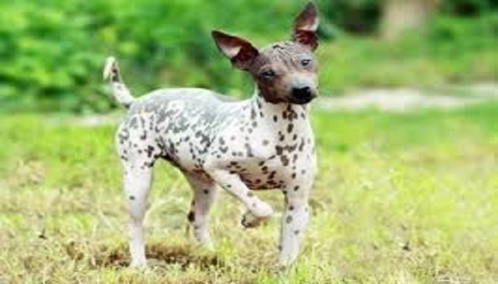 perro american hairless terrier