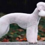 perro bedliington terrier