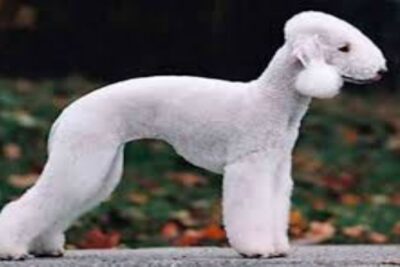 perro bedliington terrier