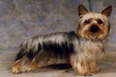 perro australian silky terrier