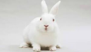 El Conejo Bouscat Blanco Gigante