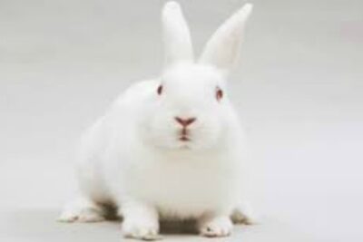 El Conejo Bouscat Blanco Gigante