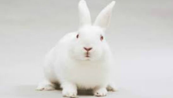 El Conejo Bouscat Blanco Gigante