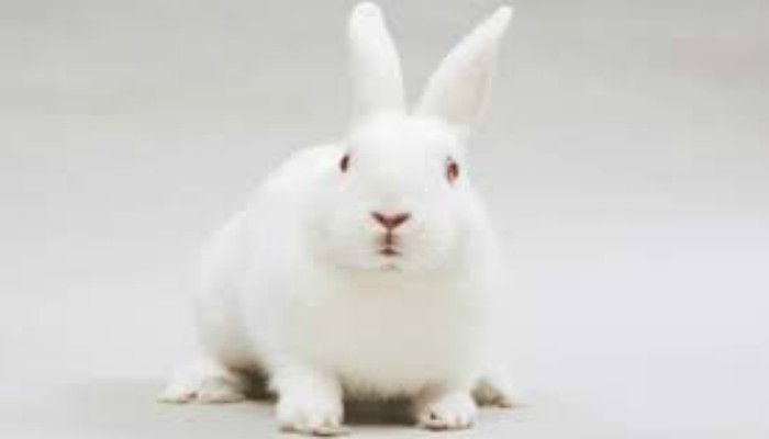 El Conejo Bouscat Blanco Gigante