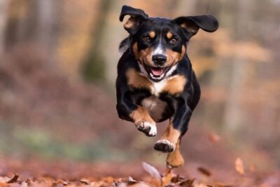 Entlebucher-1