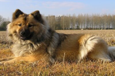 Eurasier-2