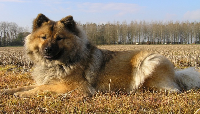 Eurasier-2