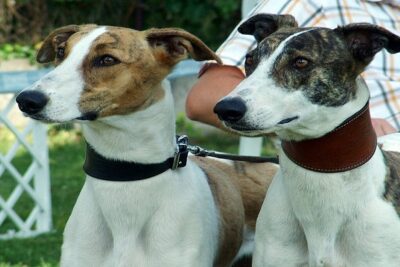 Galgo-húngaro-2
