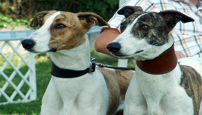Galgo-húngaro-2