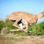 Galgo-inglés-1