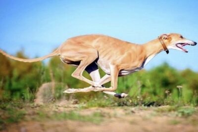 Galgo-inglés-1