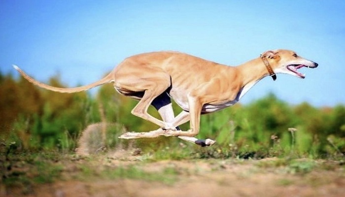 Galgo-inglés-1