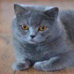 Gato British Shorthair