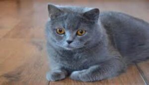 Gato British Shorthair
