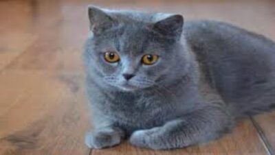 Gato British Shorthair