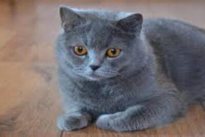 Gato British Shorthair