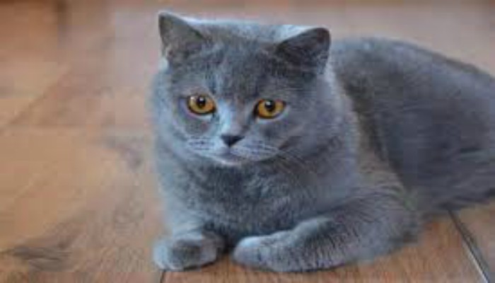 Gato British Shorthair