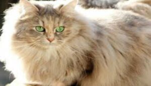 Gato Deutsch Long Hair.