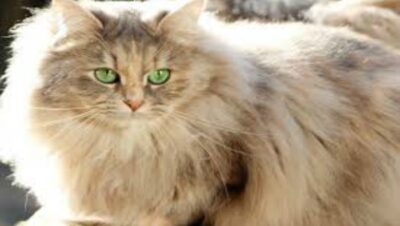 Gato Deutsch Long Hair.