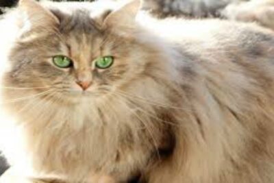 Gato Deutsch Long Hair.