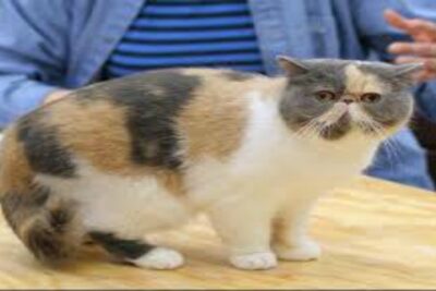 Gato Exótico de Pelo Corto